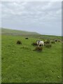 Sheep on Kelsey Farm