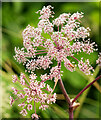 Angelica beside the track to Balnaguie