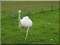 An inquisitive Rhea