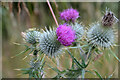 NT3836 : Thistles in the forest by Jim Barton