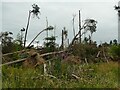 Fallen trees in Tarry Wood (1)