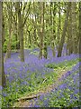 Bluebells in Burleigh Wood (3)