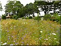 Wildflower garden at Shortridge Hall