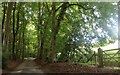 The road through Holme Wood near Marlow Common