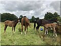 Mares and foals, Campsie, Omagh