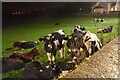 M1389 : Cattle at night by N Chadwick