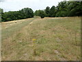 Grassland below Darland Banks