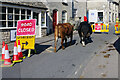 SO8700 : Cows in the street - Minchinhampton by Stephen McKay