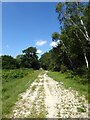 Track, Ashdown Forest