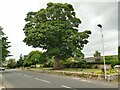 Green space with tree in Lesbury