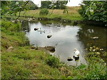 NU2311 : Family of swans on the river Aln in Lesbury by Stephen Craven