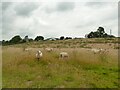 Sheep among the thistles near Lesbury