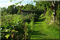 Allotments, Old Hollow, West Malvern