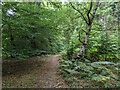 Path, Cowdray Forest