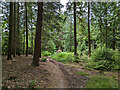 Path, Cowdray Forest