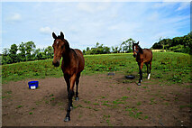 H4772 : Inquisitive horses, Ballynamullan by Kenneth  Allen