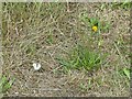 Small white butterfly by Spen Common Lane