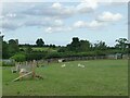 Goats on the edge of Bramham village