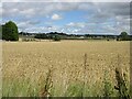 Wheat field south of Castle Huntly