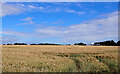 A field seen from Rosedale Lane, Port Mulgrave