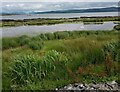 Coastal Pond