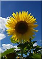 SK3275 : A giant sunflower by Graham Hogg