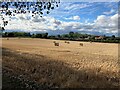 Field of Bales near Walesby