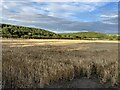 SK6666 : Crop Field near Wellow by Jonathan Clitheroe