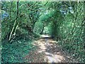 Bridleway in Wellow Park