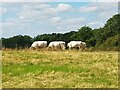 White Cattle near Hill Court Farm, Grafton Flyford