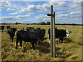 Cattle and footpath sign near Langar