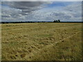 Ridge and furrow near Newlands