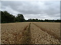 Tracks through cereal crop near Benson