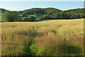 Towards Brook House Farm