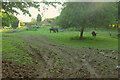 Cattle pasture, Hill House Farm