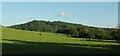 Sheep and cattle pasture near Hill House Farm