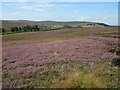 Wayworth Moor