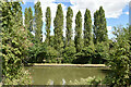 Line of trees beside Grand Union Canal