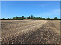 Rape stubble in the autumn