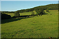 SO7446 : Cattle pasture by Lumbridge Hill Wood by Derek Harper