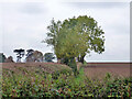 Hedgerow west from Chinnor Road