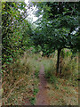 Unmarked path through trees to Ings Lane, Brotton