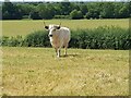 Proud bull near Hill Court