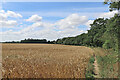 SJ8401 : Barley field south of Kingswood in Staffordshire by Roger  Kidd
