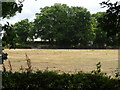 Parched grazing near Hungerford Farm