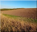 Corner of freshly cultivated field