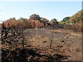 Fire damage on Bostall Heath