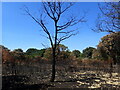 Fire damage on Bostall Heath