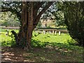 Churchyard at St. Andrew