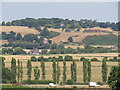 Cock Marling from Pewis Marsh